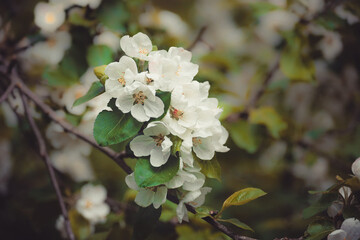 White beautiful flowers in the tree blooming in the early spring, backgroung blured. High quality photo