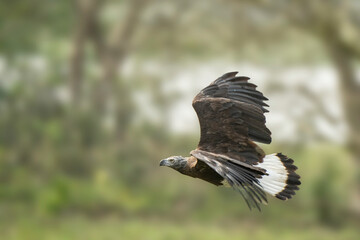 Grey-headed fish eagle