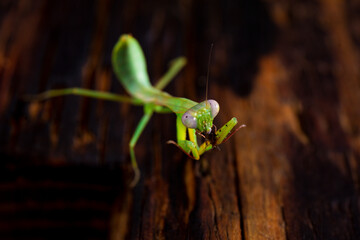 Green praying mantis kind of heirodula vietnam close up on yellow background