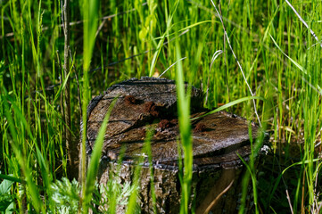 a small stump in the tall grass