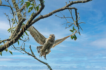Dusky eagle-owl