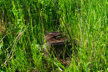 a small stump in the tall grass