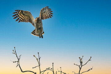 Dusky eagle-owl