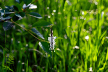tall wild grass in the garden