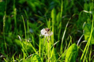 dandelion flower on the background of green grass