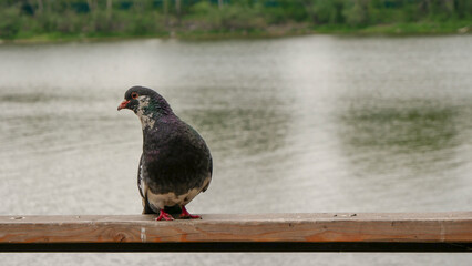 A closeup shot of a pigeon standing near the river