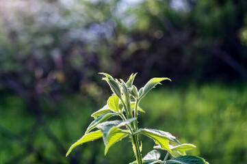 tall wild grass in the garden