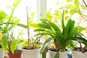 Flowers in pots near the window