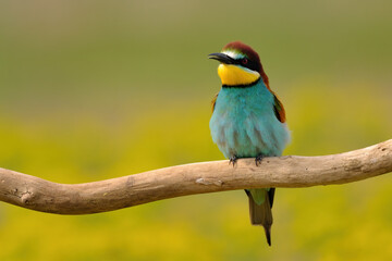 Colorful bee-eater on tree branch, against of yellow flowers background