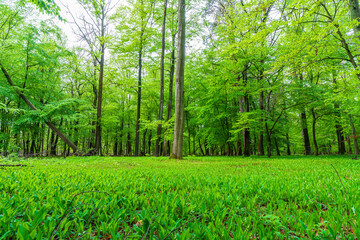 Obraz premium Trees in a forest surrounded by lilies of the valley