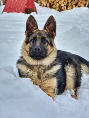 german shepherd dog