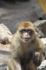 zoo