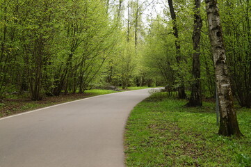 road in the forest