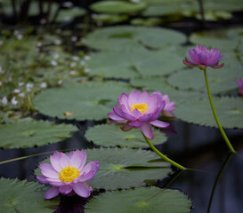 three flowers