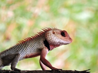 Oriental garden lizard