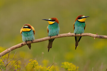 Group of colorful bee-eater on tree branch, against of yellow flowers background