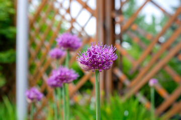 Purple wild onion. Blurred background, brown pergola