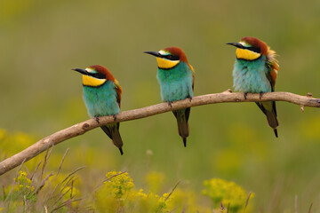 Fototapeta premium Group of colorful bee-eater on tree branch, against of yellow flowers background