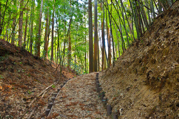 竹藪の道 竹林の道 荒れた道