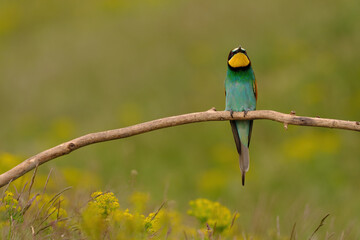 Colorful bee-eater on tree branch, against of yellow flowers background