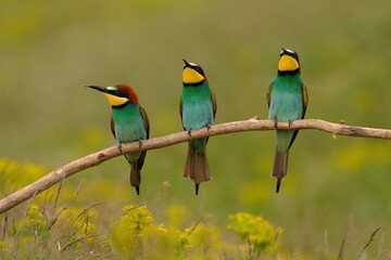 Group of colorful bee-eater on tree branch, against of yellow flowers background