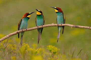 Group of colorful bee-eater on tree branch, against of yellow flowers background