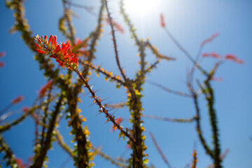 view of a cactus in the desert in Arizona