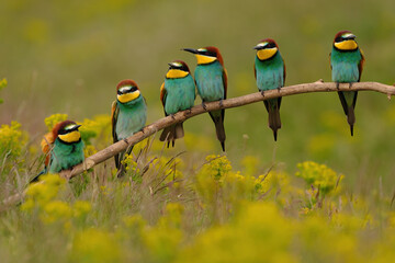 Group of colorful bee-eater on tree branch, against of yellow flowers background - 436184223