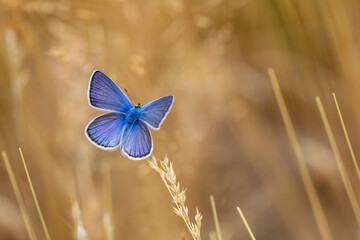 Polyommatus turcicus,a butterfly with a wonderful blue wing