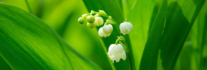 delicate white lily of the valley close-up 