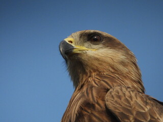 Obraz premium Black kite