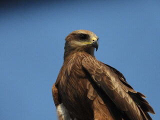Black kite