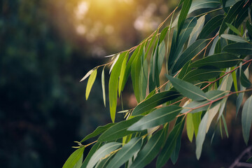 Eucalyptus leaves. branch eucalyptus tree nature background