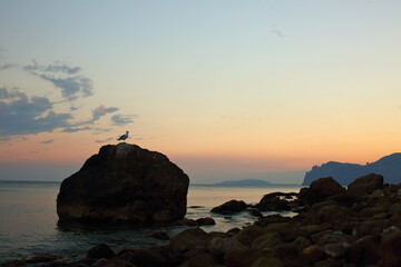 A seagull sits on a rock silhouette by the sea at sunset rocks