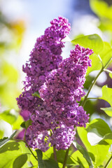 A bouquet of lilac on a background of green bokeh. Pink and purple wildflowers in the village. a bouquet of spring purple lilac flowers on a blurry background