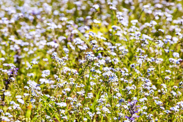 Beautiful background of sky-blue flowers of forget-me-not Myosotis on the background of green grass. Little blue forget-me-nots in a spring meadow.