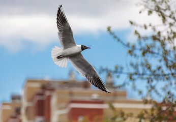 A seagull flies over the city against the backdrop of modern high-rise buildings and the blue spring sky.