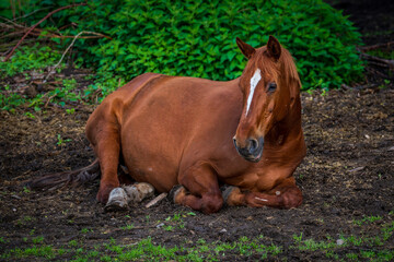 horse lying on the field