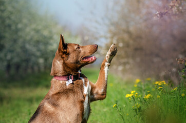 mixed breed dog beautiful chocolate unusual pet spring walk in the blooming gardens magical...