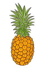 Crested pineapple, vector. Whole tropical exotic fruits. Colored plucked fruit of the grass. Delicious ripe summer dessert.Hand drawing.
