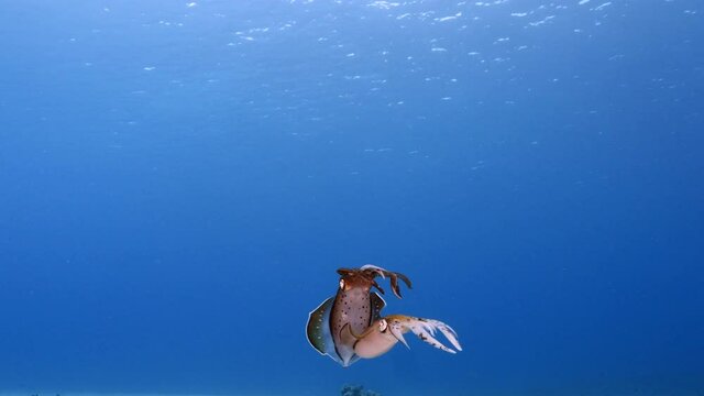 Seascape with Reef Squid in turquoise water of coral reef of Caribbean Sea, Curacao