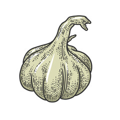 Garlic vegetable plant color line art sketch engraving vector illustration. T-shirt apparel print design. Scratch board imitation. Black and white hand drawn image.