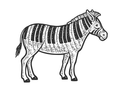 zebra with piano keys instead of stripes line art sketch engraving vector illustration. T-shirt apparel print design. Scratch board imitation. Black and white hand drawn image.