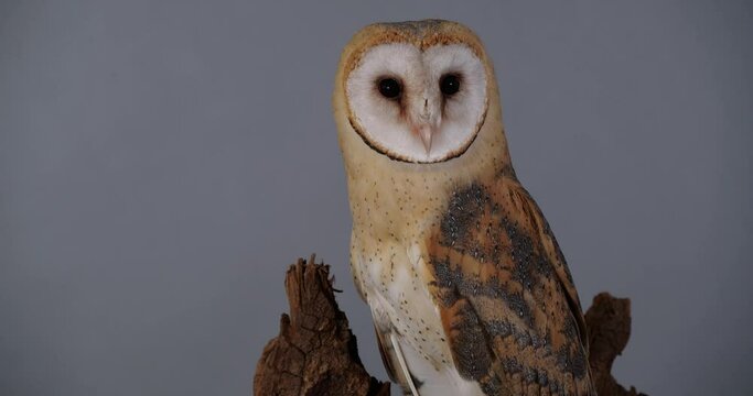 Beautiful barn owl on tree branch against grey background