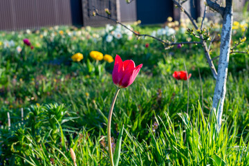 flower in the garden
