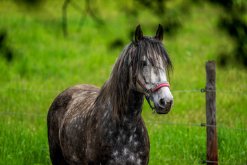 Horse portrait, close up of a horse.