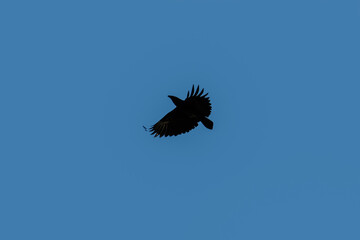 Flying eagle against the blue sky - silhouette of a bird.