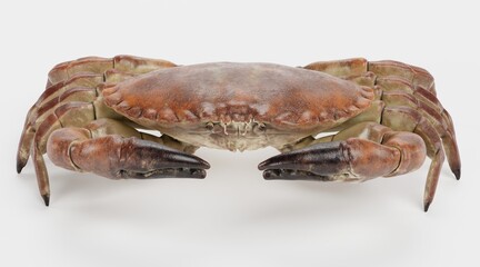 Realistic 3D Render of Edible Crab