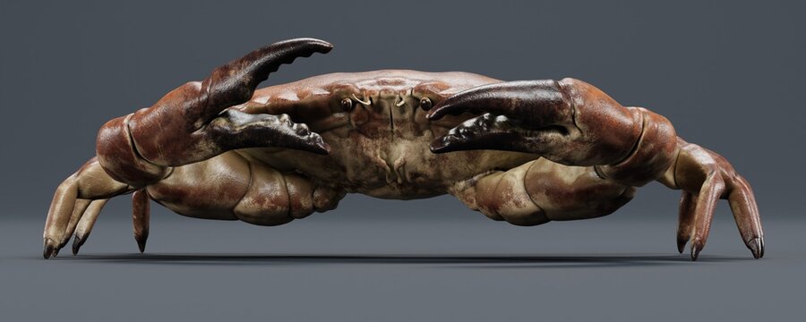 Realistic 3D Render of Edible Crab