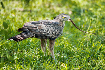 A crested hawk eagle with its prey
